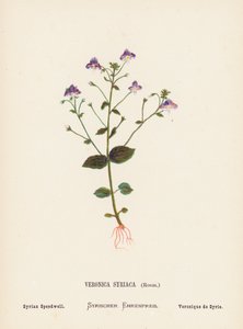 Wild Flowers of the Holy Land: Veronica Syriaca, Roem; Syrian Speedwell by Hannah Zeller