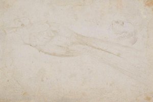 Male Bird of Paradise and the Head of a Middle-Aged Man in Profile to the Left by Hans Baldung Grien