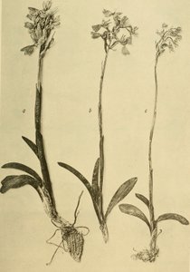 Annals of the Imperial Natural History Museum (1914) by Hans Fleischmann