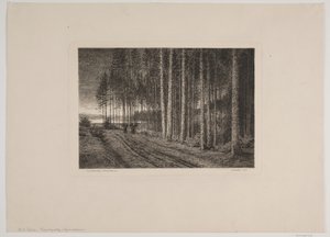 Rainy Day in the Pine Forest