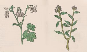 Herbarius - Gart der gesuntheit - Hortus sanitatis by Hans Schönsperger