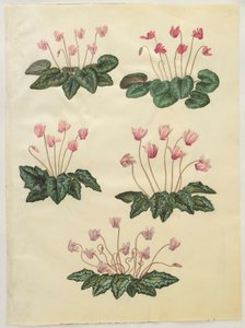 Cyclamen purprascens from the album Gottorfer Codex by Hans Simon Holtzbecher