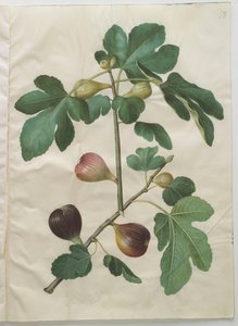 Ficus carica from the album Gottorfer Codex by Hans Simon Holtzbecher