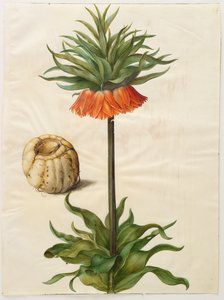 Fritilleria imperialis from the album Gottorfer Codex