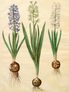 Hyacinthoides orientalis from the album Gottorfer Codex by Hans Simon Holtzbecher