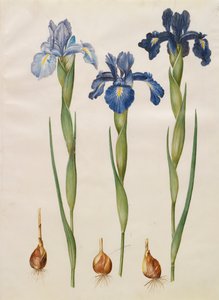 Iris xiphiodes from the album Gottorfer Codex