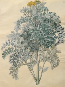 Jacobaea maritima from the album Gottorfer Codex