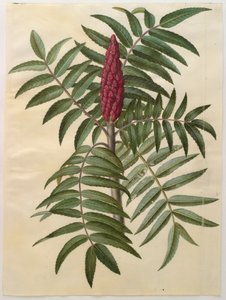 Rhus typhina from the album Gottorfer Codex by Hans Simon Holtzbecher