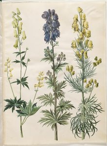 Aconitum lycoctonum; Aconitum napellus; Aconitum anthora by Hans Simon Holtzbecker