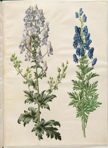 Aconitum variegatum (Variegated Monkshood); Aconitum napellus (True Monkshood) by Hans Simon Holtzbecker
