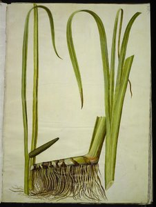 Acorus calamus (common sweet flag)