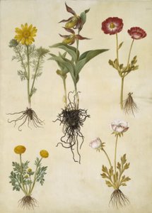 Adonis vernalis; Cypripedium calceolus; Ranunculus asiaticus; Ranunculus by Hans Simon Holtzbecker