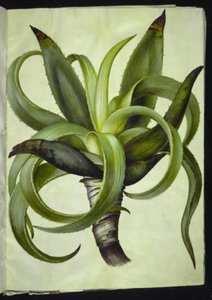 Aloe