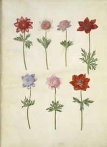 Anemone coronaria (Poppy Anemone) by Hans Simon Holtzbecker