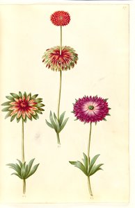 Anemone ×fulgens (Shining Anemone) by Hans Simon Holtzbecker