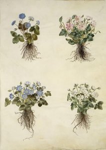 Liverleaf (Blue Anemone) by Hans Simon Holtzbecker