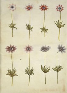 Anemone pavonina (peacock anemone) by Hans Simon Holtzbecker