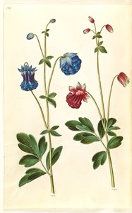 Aquilegia Vulgaris (Common Columbine) by Hans Simon Holtzbecker