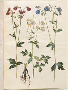 Aquilegia vulgaris (Common Columbine) by Hans Simon Holtzbecker