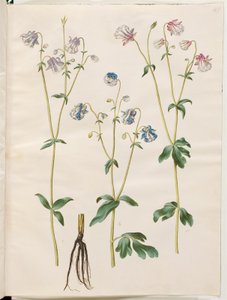 Aquilegia vulgaris by Hans Simon Holtzbecker