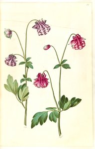 Aquilegia vulgaris (Common Columbine) by Hans Simon Holtzbecker