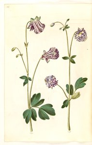 Aquilegia vulgaris (Common Columbine) by Hans Simon Holtzbecker