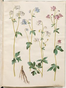 Aquilegia vulgaris (common columbine) by Hans Simon Holtzbecker