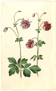 Aquilegia Vulgaris (Common Columbine) by Hans Simon Holtzbecker