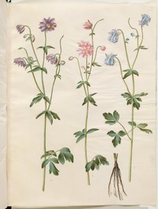 Aquilegia Vulgaris (Common Columbine) by Hans Simon Holtzbecker