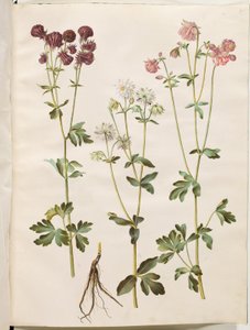 Aquilegia vulgaris (Common Columbine) by Hans Simon Holtzbecker