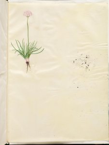 Armeria Maritima by Hans Simon Holtzbecker