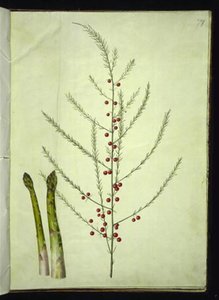 Asparagus officinalis (Common Asparagus) by Hans Simon Holtzbecker