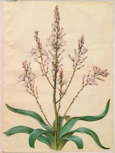Asphodelus ramosus (Branched Asphodel) by Hans Simon Holtzbecker