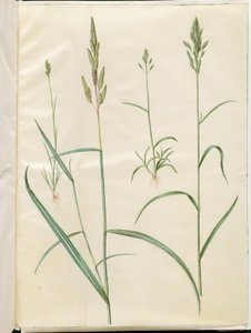 Bromus Hordeaceus (Soft Brome); Phalaris Arundinacea (Reed Canary Grass)