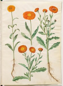 Calendula Officinalis (Garden Marigold) by Hans Simon Holtzbecker