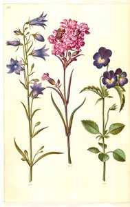 Campanula rotundifolia (Harebell); Silene viscaria (Sticky Catchfly); Viola tricolor (Wild Pansy) by Hans Simon Holtzbecker