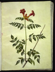 Campsis Radicans (Common Trumpet Vine) by Hans Simon Holtzbecker