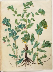 Cerinthe Major by Hans Simon Holtzbecker