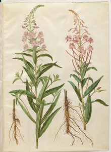 Chamerion angustifolium (Narrow-leaved Fireweed) by Hans Simon Holtzbecker
