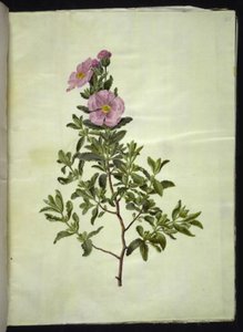 Cretan Rockrose