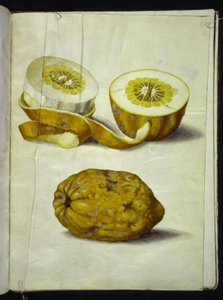 Citrus Medica (Citron) by Hans Simon Holtzbecker