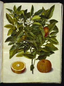 Citrus Sinensis (Orange) by Hans Simon Holtzbecker