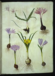 Colchicum variegatum (Spotted Meadow Saffron); Bulbocodium vernum (Spring Meadow Saffron); Sternbergia lutea (Yellow Sternbergia)