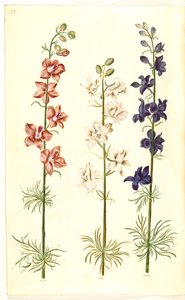 Consolida ajacis (garden larkspur) by Hans Simon Holtzbecker