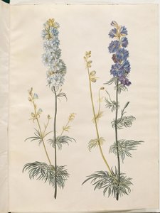 Consolida ajacis (garden larkspur) by Hans Simon Holtzbecker