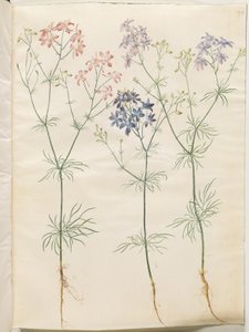 Consolida regalis (Corn-Ridderspore) by Hans Simon Holtzbecker