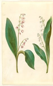 Convallaria majalis rosea (Red Lily of the Valley); Convallaria majalis (Lily of the Valley) by Hans Simon Holtzbecker