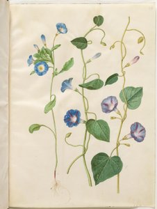Convolvulus tricolor (Blue Morning Glory); Ipomoea purpurea (Purple Morning Glory) by Hans Simon Holtzbecker