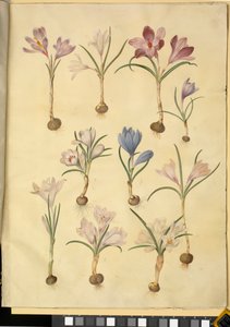 Crocus Vernus