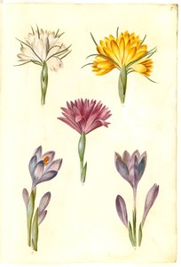 Crocus vernus (spring crocus); Crocus angustifolius (Balkan crocus); Bulbocodium vernum (?) (spring meadow saffron)